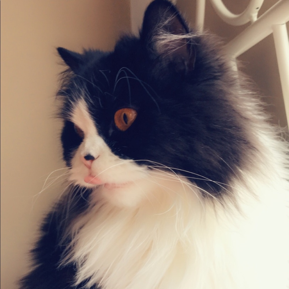 Meet your Posher, Arabella